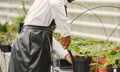 gardener-apron-african-guy-greenhouse-flowers-pot