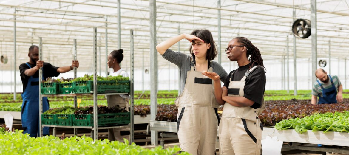 farm-workers-collegues-overseeing-organic-sustainable-eco-friendly-bio-green-lettuce-plantation-sunny-weather-local-entrepreneurial-chemical-free-horticultural-greenhouse
