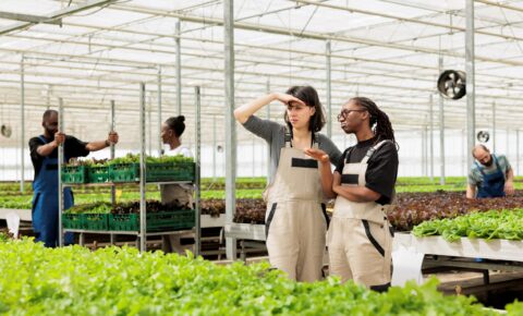 farm-workers-collegues-overseeing-organic-sustainable-eco-friendly-bio-green-lettuce-plantation-sunny-weather-local-entrepreneurial-chemical-free-horticultural-greenhouse